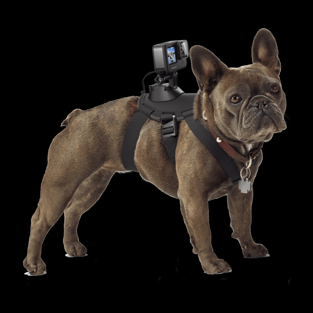 Go pro dog mount